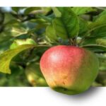 Jio Phone में ऑनलाइन Photo Edit कैसे करे